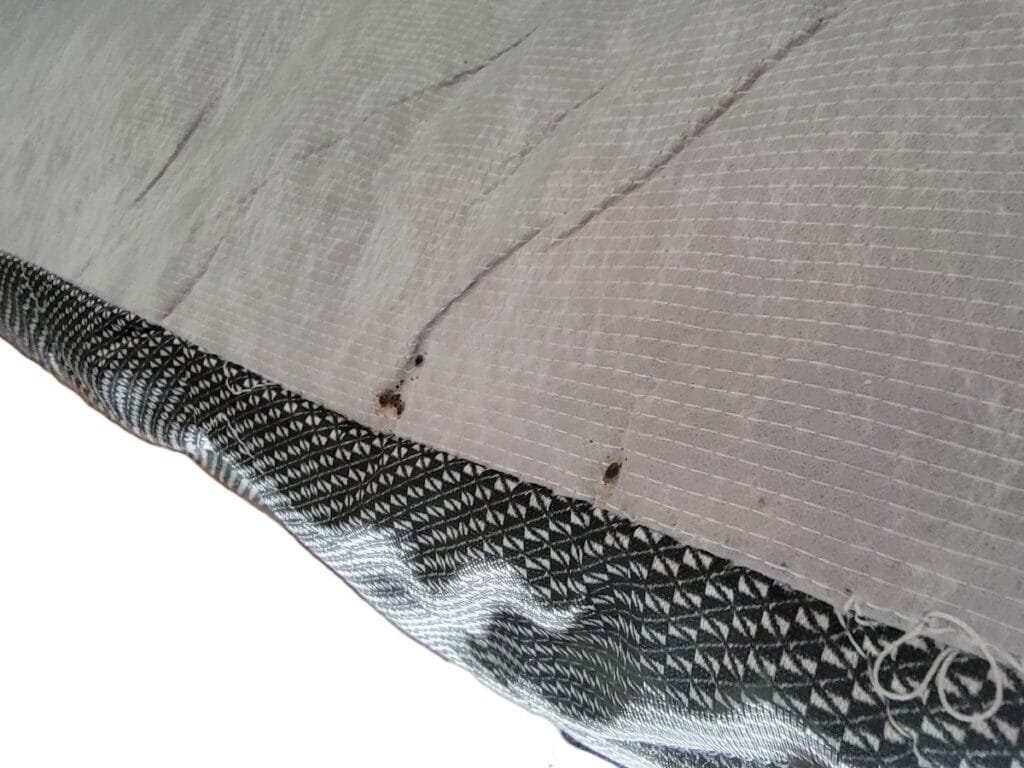 bed bugs on bed