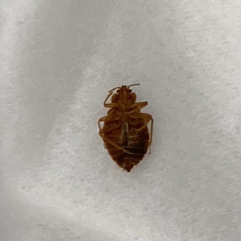 brown bed bug ventral side