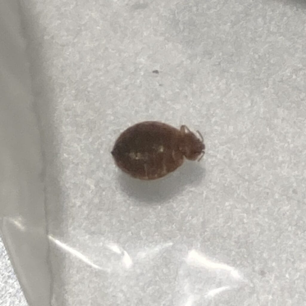 brown bed bug dorsal side