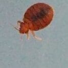 red bed bug