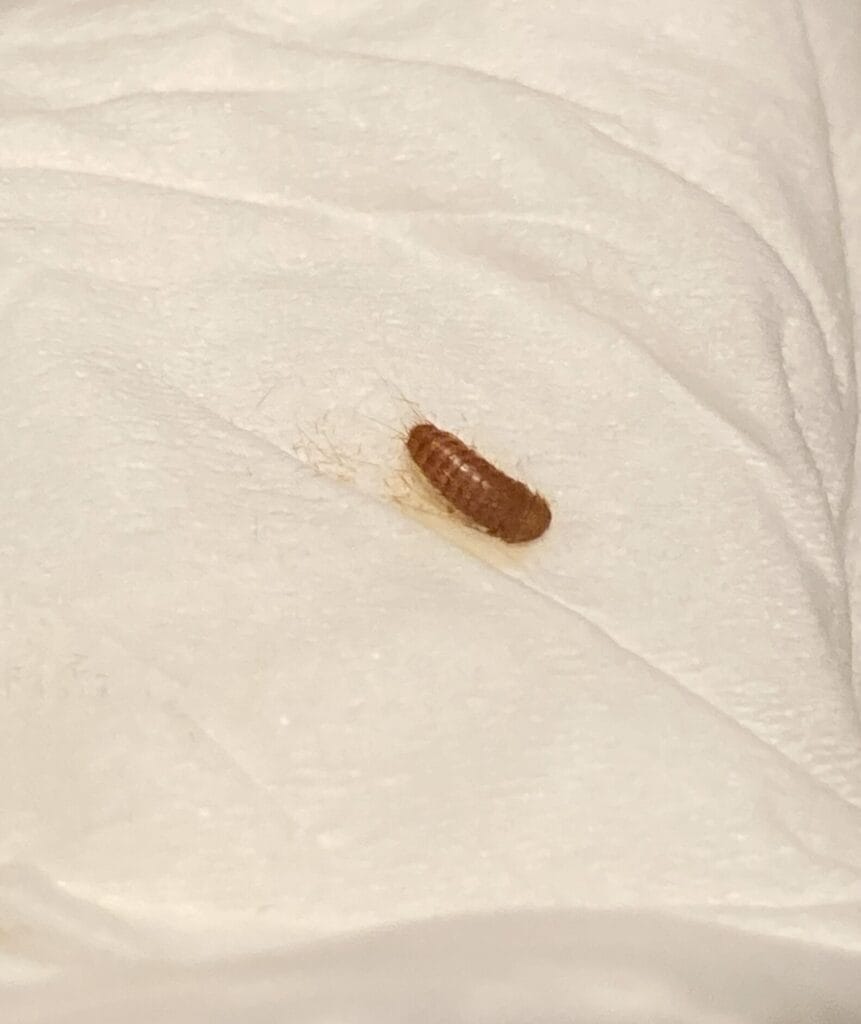 carpet beetle larva